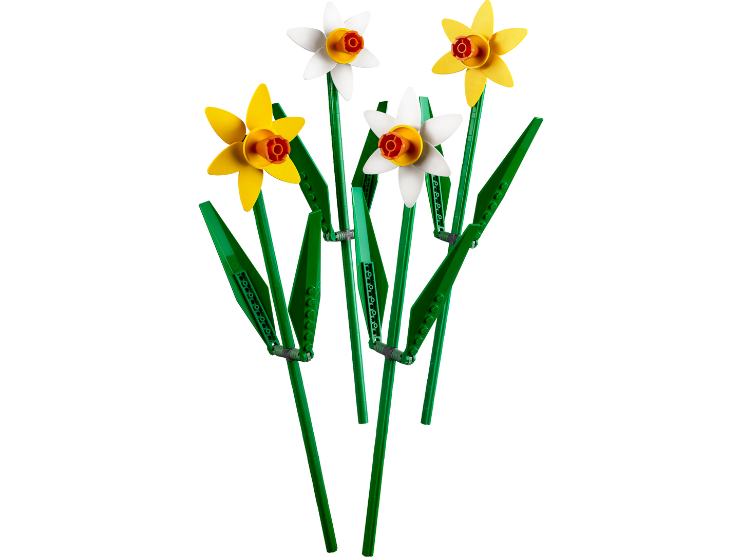 40646 - Daffodils (R)