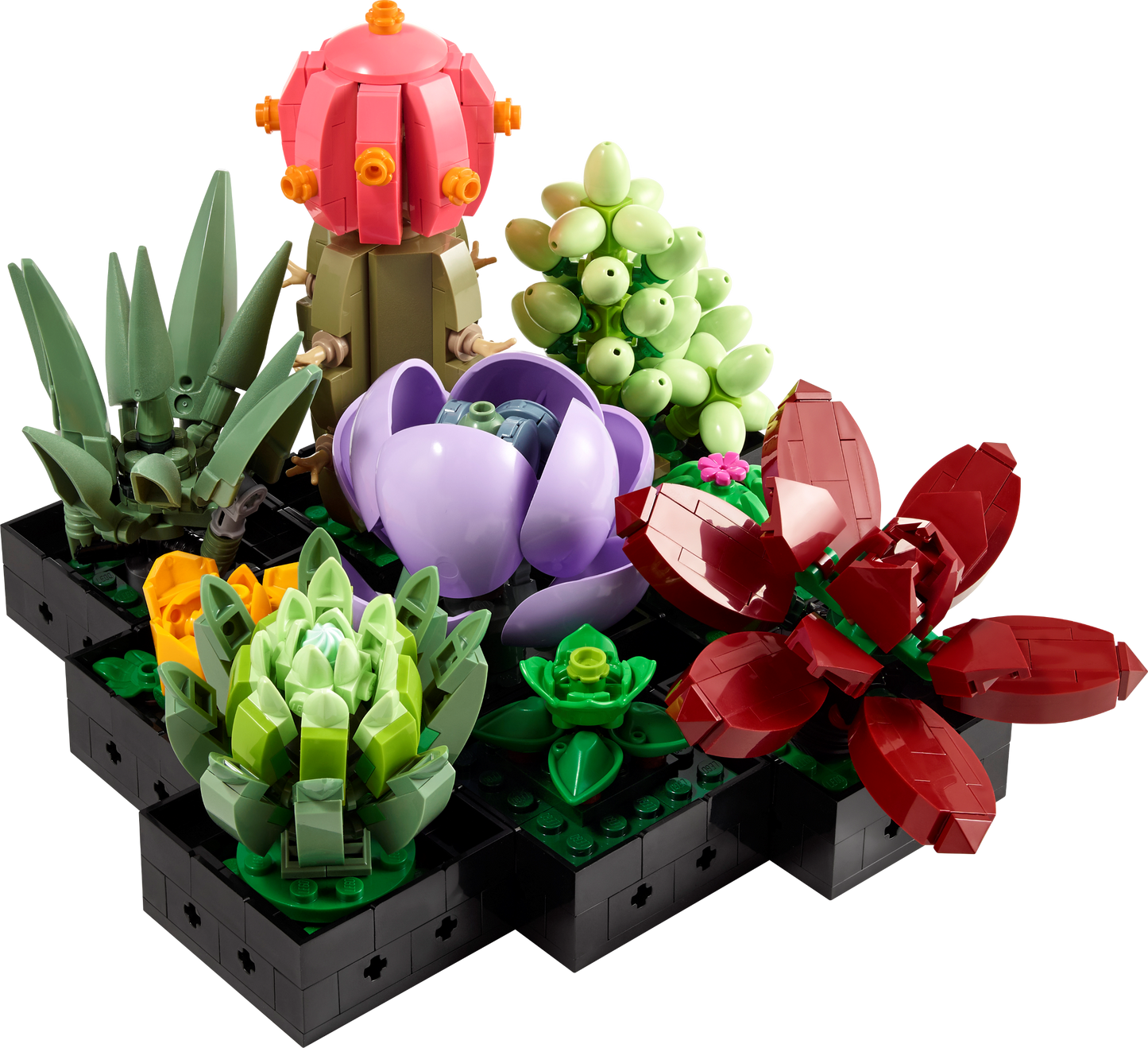 10309 Succulents