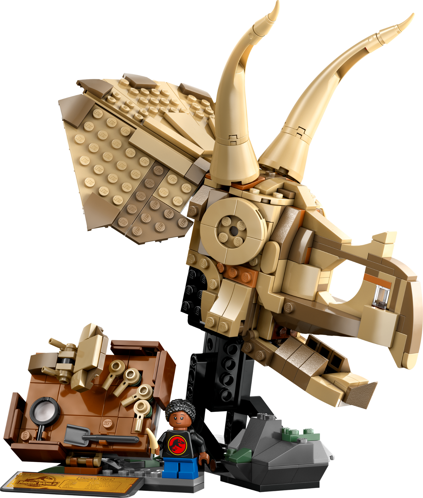 76969 Dinosaur Fossils: Triceratops Skull