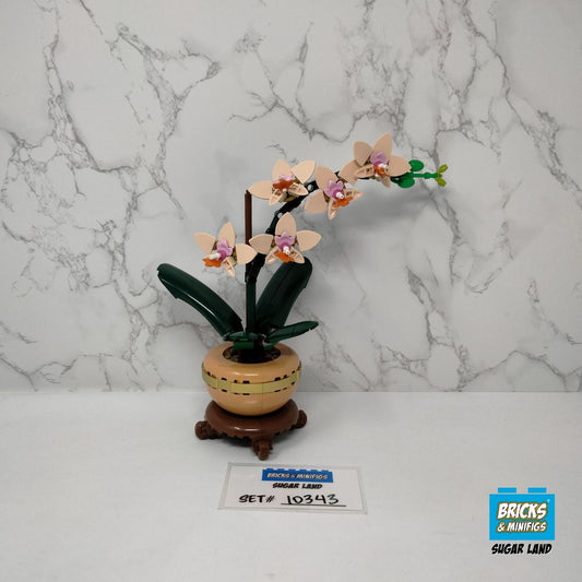 10343 - Mini Orchid (U)