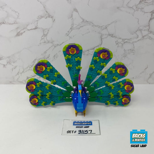 31157 - Exotic Peacock (U1)